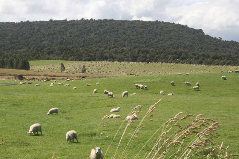 Nieuw-Zeeland 2011 - 1787